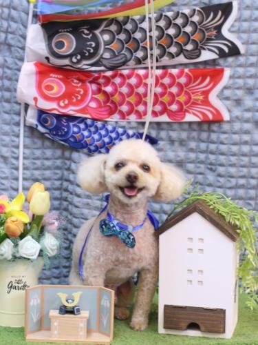 20230521もものすけくん